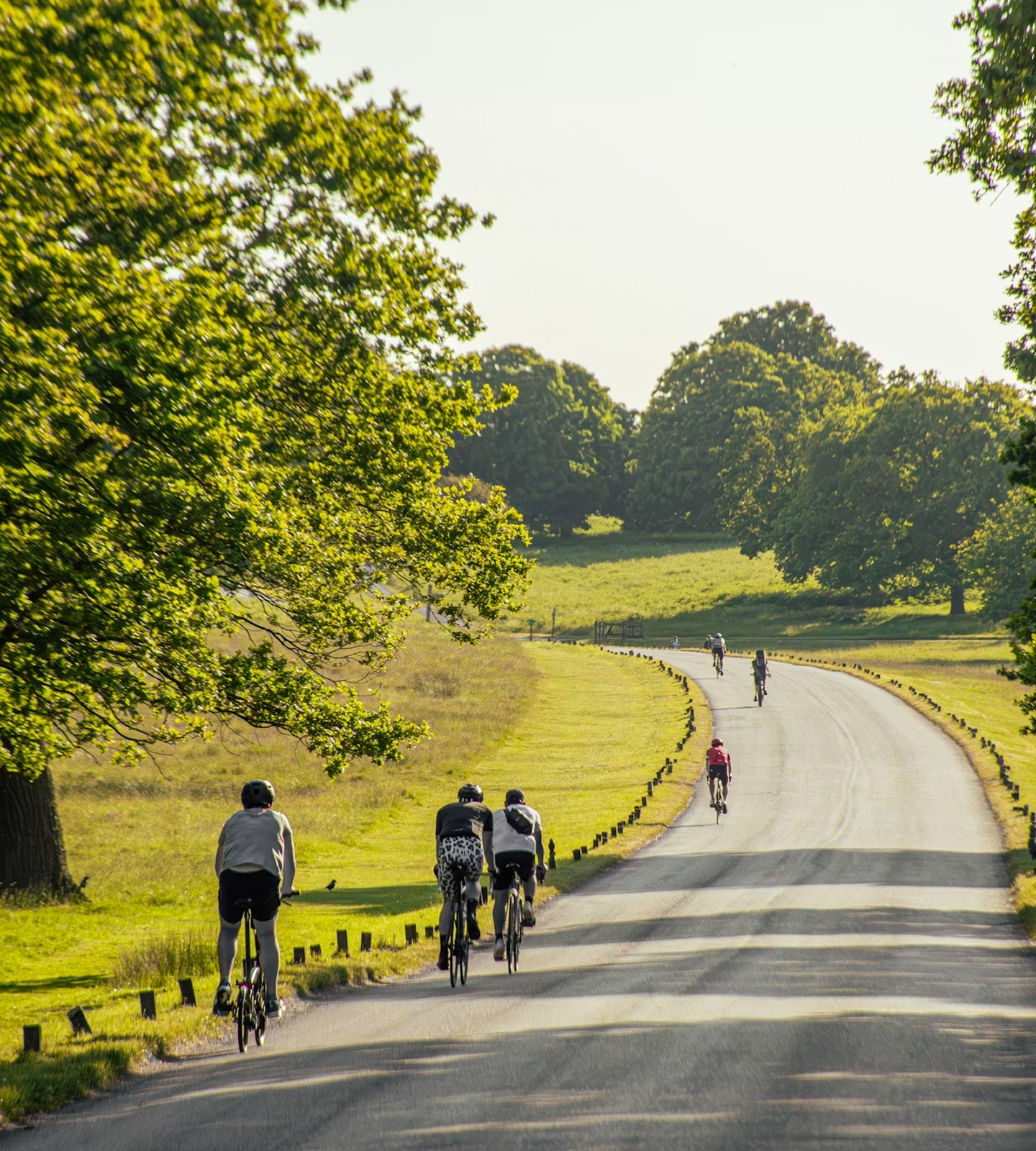Cyclists ride down a paved road winding through a green park with lush trees in sunny weather.