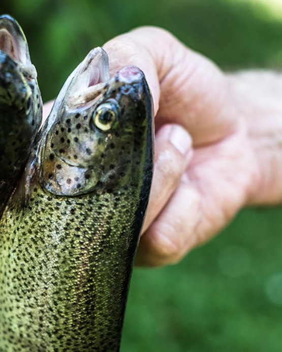 Close-up of a hand holding up a freshly caught rainbow trout by its gills.