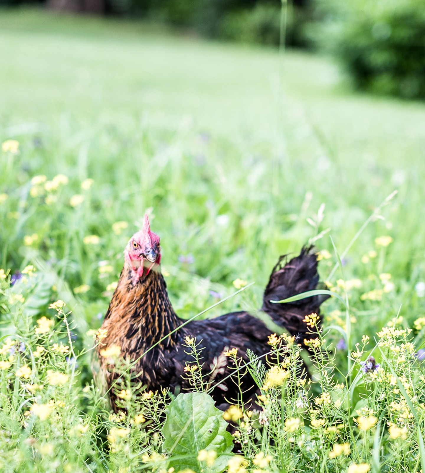 A brown and black chicken stands in a grassy green field dotted with small yellow flowers.